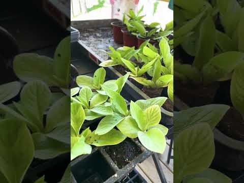 Video: Comfrey Herb Plant - Lär dig om olika användningsområden för Comfrey i trädgårdar