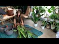 Sansevieria Jaboa Snake Plant Propagation