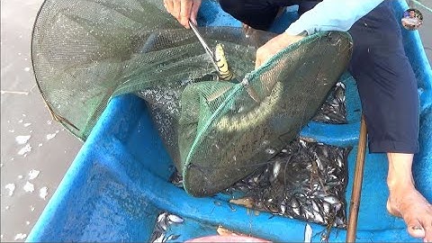 Hoảng hốt khi lần đầu đặt dớn dính được cặp rắn khủng | Catch snakes