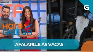 🐮🗣️ Milleiros de VACAS en GALICIA e tantas MANEIRAS de CHAMAR por elas!