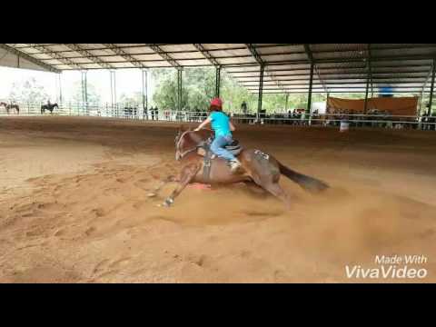 Cavalo a venda - Marvel Smoke - YouTube