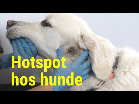 Video: Hvad er et hot spot på en hund?