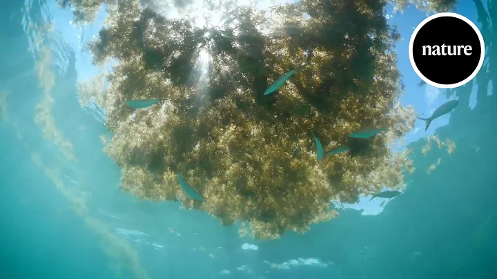 Drowning in seaweed: How to stop invasive Sargassum - DayDayNews