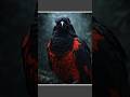 Why the Dracula Parrot Has a Dark and Unusual Appearance