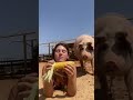 Its corn and a rescue pig  freedom farm sanctuary shorts