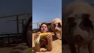 It's Corn! (and a Rescue Pig!) 🤣🐽⁠| Freedom Farm Sanctuary #shorts