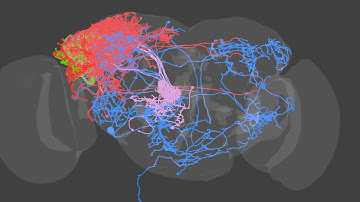 From smell to behaviour in the fruit fly brain - full neural circuit revealed