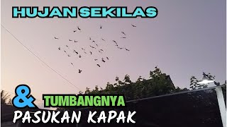 TUMBANGNYA MERPATI BLOROK PASUKAN KAPAK SAAT SEKILAS HUJAN LEBAT