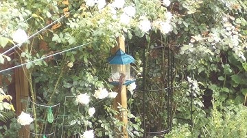 9.5m distant bird feeder captured with Raspberry HQ camera and 35mm C-mount lens
