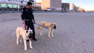 Turkish Boz Shepherds at the beach by BOZ KENNEL USA 9,036 views 10 years ago 1 minute, 56 seconds