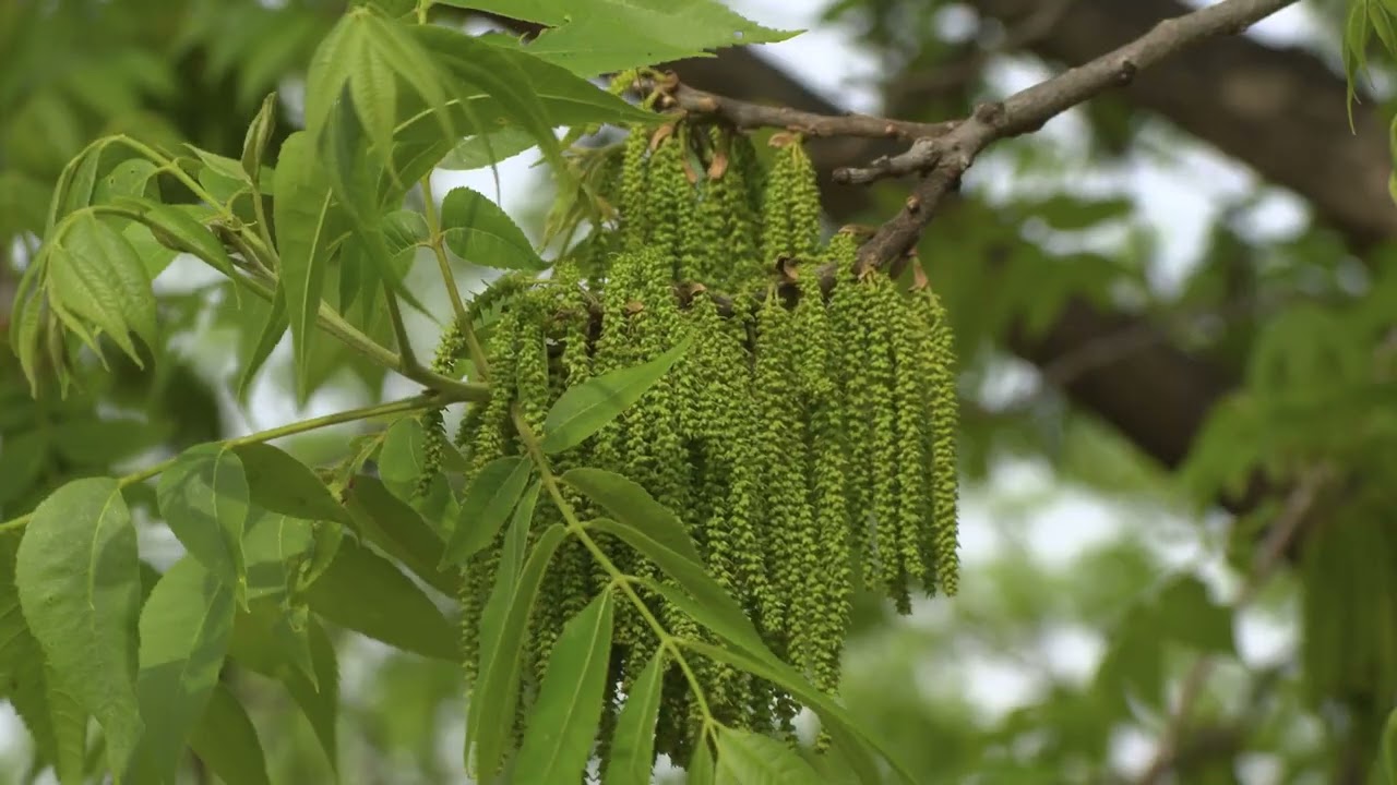 Pecan Scab Problems? Here’s Why It’s Spreading Faster in 2025