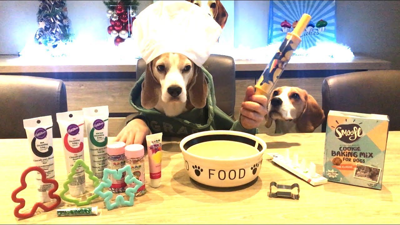 Dog Bakes Cookies : Funny Dog Louie The Beagle