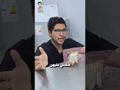 سلبيات ببغاء الكروان او الكوكتيل مؤمل سان   قطط طيور كلاب حيوانات معلومات