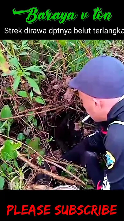 SEMAK BELUKAR INI TERNYATA SARANGNYA BELUT ALBINO#shorts