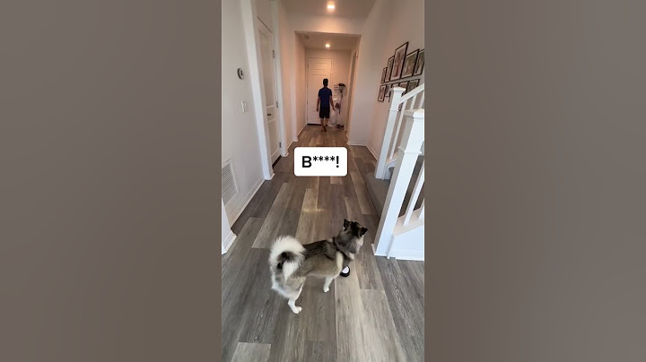 Sapphie the pomsky assigns chores to parents