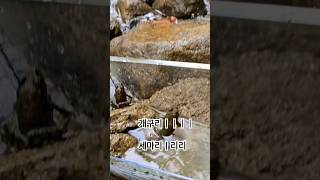 #계곡 #대구근교가볼만한곳 -#개구리닷