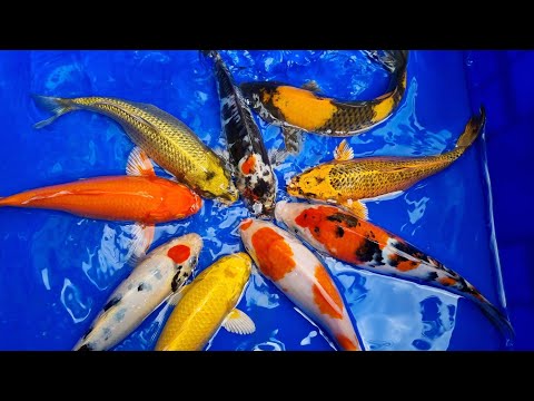 Video CÁ KOI HÓC MÔN - Tp.HCM, Cập nhật Combo Cá Koi Màu... - youtube