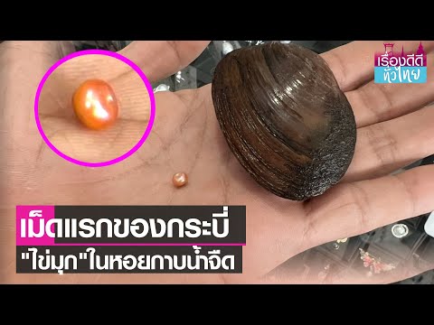 พบ"ไข่มุก"ในหอยกาบน้ำจืด เม็ดแรกของกระบี่  | เรื่องดีดีทั่วไทย | 27-9-65