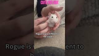MUST SEE! Cute rat massage#CuteRats #Heartwarming #PetLove #shorts #animals #rats #cuddlypetrats