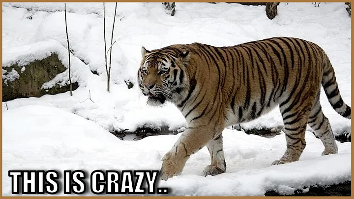 The Tragic Story of Vladimir Markov..