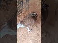 فرج الحمام البني الأحمر اليوم بكرنا ونضفنا لوكر الثاني باش نجيروهم فرج الحمام البني الأحمر اليوم بكرنا ونضفنا لوكر الثاني باش نجيروهم