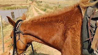 Represa com os animais