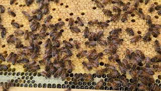 Third Inspection Day 21 ~Adding A Second Brood Box And Vented Bottom Board~how to start beekeeping ￼