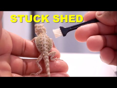 How to Get Stuck Shed Off Bearded Dragon?