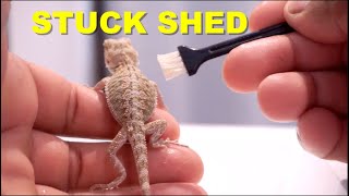 Bearded Dragon Stuck Shed Tips !! What To Do