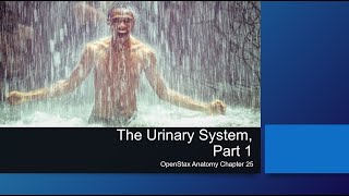 Ch 25, Part 1 The Urinary System