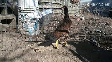 Refugee Camp tso qaib ntawm ua si