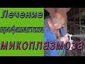 Микоплазмоз у кур.  Лечение и профилактика микоплазмоза