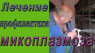 Микоплазмоз у кур. Лечение и профилактика микоплазмоза Микоплазмоз у кур. Лечение и профилактика микоплазмоза