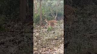 Jungle tour #song #youtubeshorts #nature #love #viral #travel  #viralvideo #video #viralshorts
