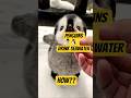 How Penguins Drink Seawater Without Getting Sick