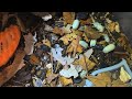 Armadillidium Vulgare “Japanese Magic Potion”