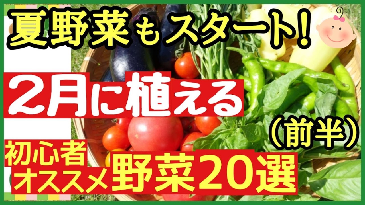 【2月に植える野菜20選(前半15品)】初心者でも簡単に育つ夏野菜も登場！葉物・根菜＆夏野菜の種まき～プランター家庭菜園～