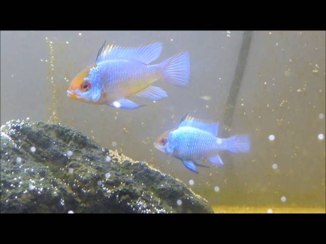 ラミレジィの産卵 子育て動画 熱帯魚繁殖 新着情報 ラミレジィの産卵 子育て動画 熱帯魚繁殖 新着情報