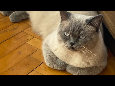 Bu Kedi Neden Böyle Bağırıyor? (Çiftleşme Dönemi)