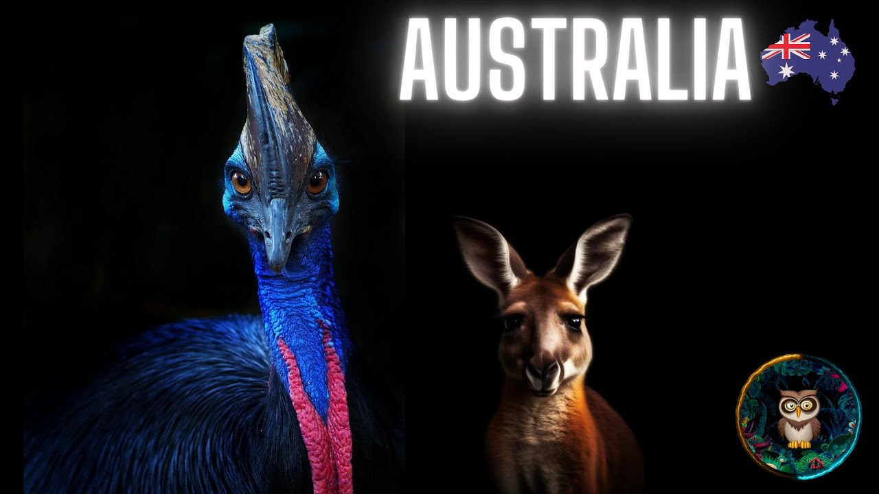 🦘🐨 Animals You'll ONLY Find Down Under! 🇦🇺 Australia's Exclusives