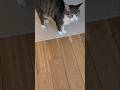 甘えたいモードの猫🐱 - Cats want to be petted - #cat #shorts
