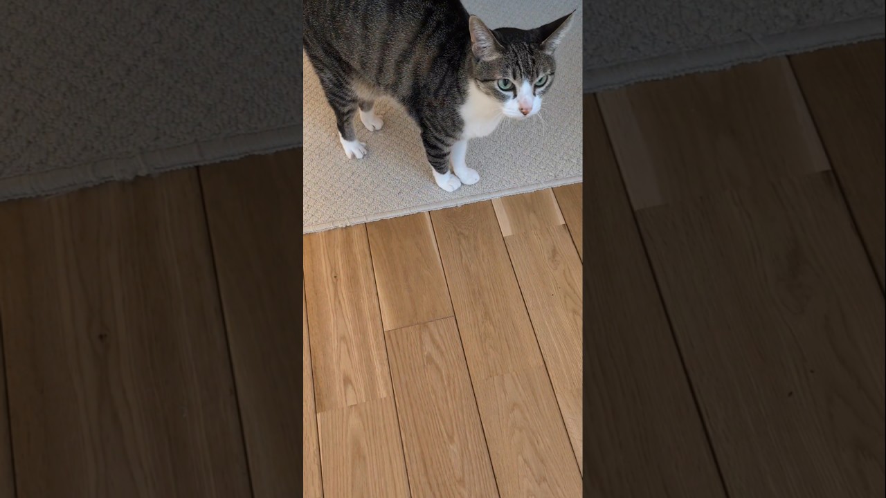 甘えたいモードの猫🐱 - Cats want to be petted - #cat #shorts