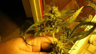 medical grow harvest