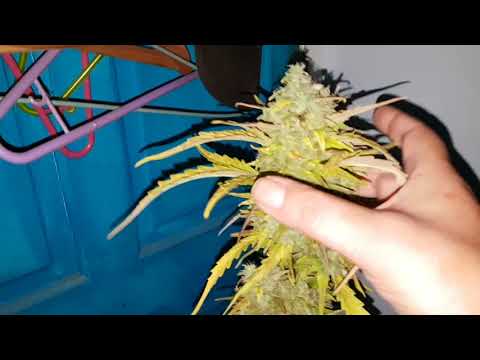 Critical + 2.0 day 55 nearly week 8. Harvest. Mark