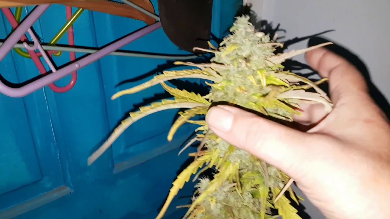 Critical + 2.0 day 55 nearly week 8. Harvest. Mark