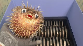 Shredding Puffer fish! What the fish threw up was...😖🤮🤯 by CATEETH 68,915 views 3 years ago 3 minutes, 15 seconds