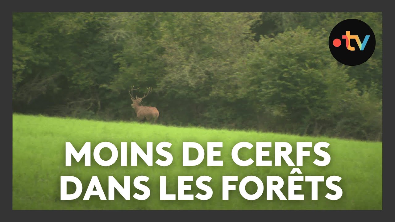 La population des cerfs s'effondre en Moselle et en Alsace