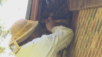 50,000 honeybees removed from Cambridge, Ont., home