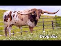 Drop Box  - Texas Longhorn Herd Sire
