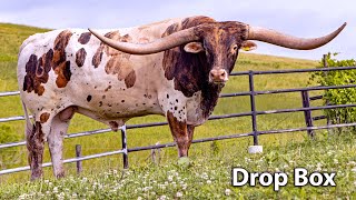 Drop Box  - Texas Longhorn Herd Sire by dickinsoncattle 5,541 views 3 years ago 6 minutes, 42 seconds